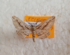 Ecleora solieraria