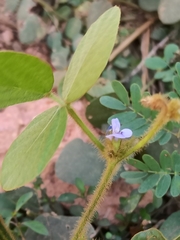 Calopogonium mucunoides