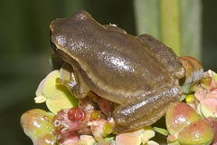 Tlalocohyla smithii