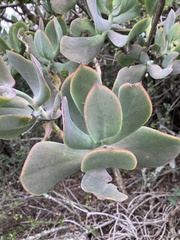 Cotyledon velutina