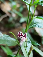 Andrographis paniculata