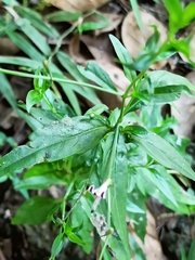 Andrographis paniculata