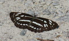 Neptis hylas