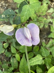 Centrosema virginianum