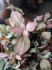 Fittonia