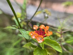 Lantana camara