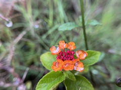 Lantana camara