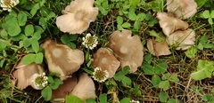 Candolleomyces