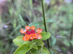 Lantana camara