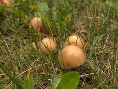 Candolleomyces