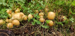 Candolleomyces