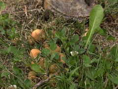 Candolleomyces