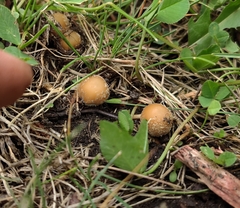 Candolleomyces