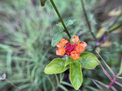 Lantana camara