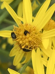 Brassicogethes aeneus