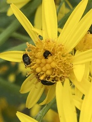 Brassicogethes aeneus