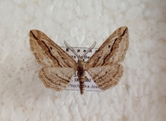 Ecleora solieraria