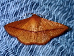 Striglina