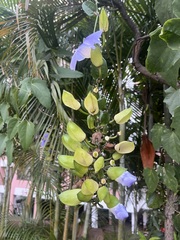 Thunbergia grandiflora