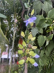 Thunbergia grandiflora