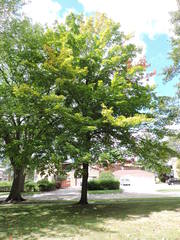 Acer leucoderme