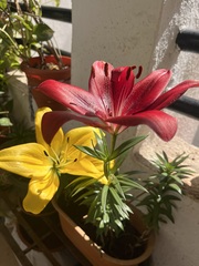 Alstroemeria