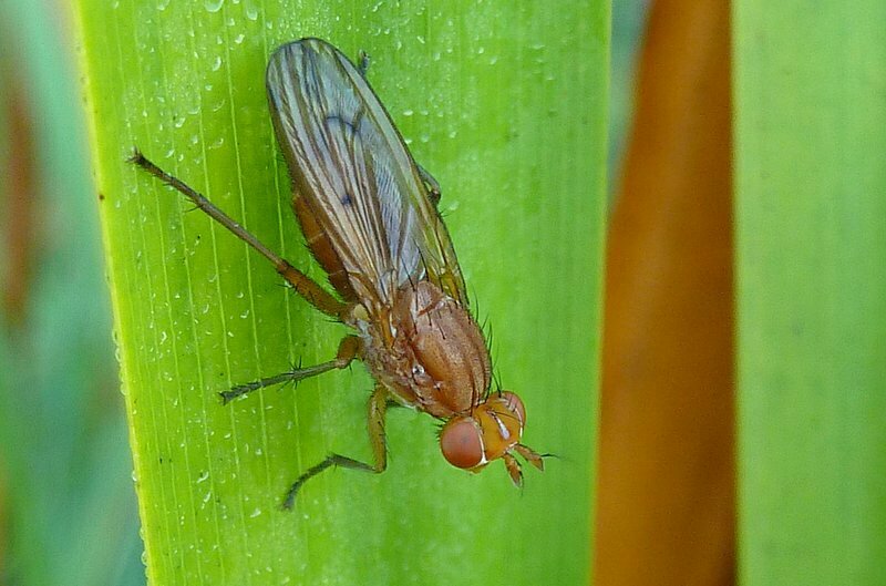 Tetanocera arrogans