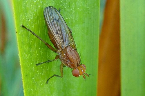 Tetanocera arrogans