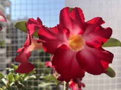 Adenium obesum