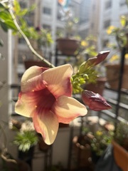 Allamanda