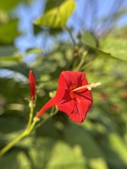 Ipomoea