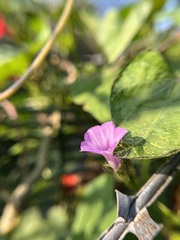 Ipomoea triloba
