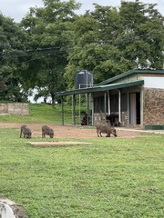 Phacochoerus africanus