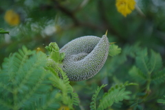 Cephalotelium macowanianum