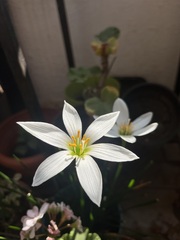 Zephyranthes candida