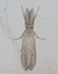 Casama innotata