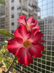 Adenium obesum