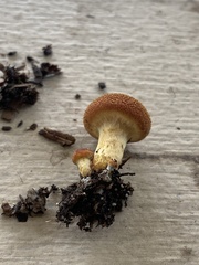 Gymnopilus luteofolius