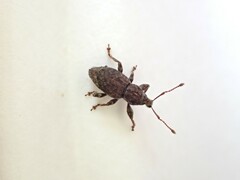 Chalepistes compressus