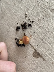 Gymnopilus luteofolius