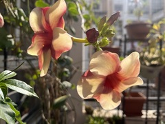 Allamanda