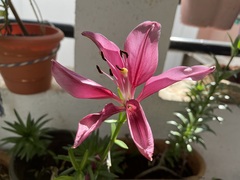 Alstroemeria