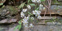 Aster taiwanensis