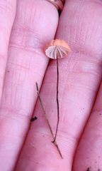 Marasmius siccus