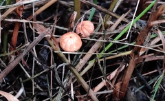 Marasmius siccus