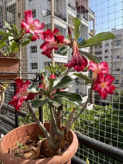 Adenium obesum