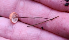 Marasmius siccus