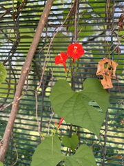 Ipomoea hederifolia