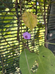 Ipomoea
