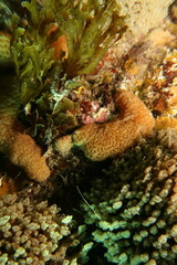 Aplousobranchia